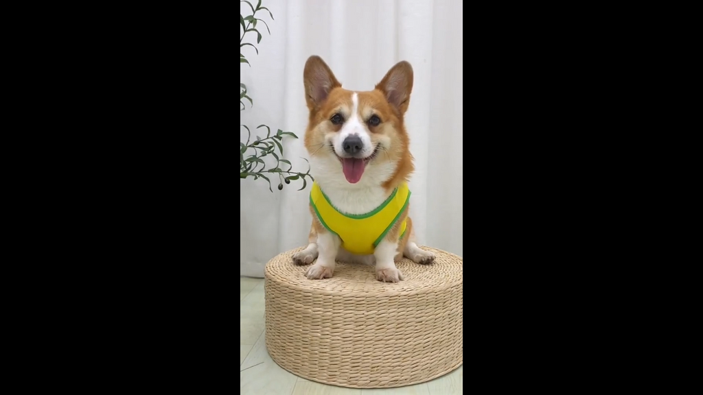 Camiseta Regata para Pet Brasil Time de Futebol Confortável
